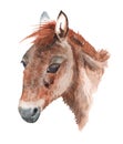 Realistic portrait of mongolian wild horse