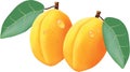 Realistic portrayal of apricots