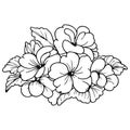 Realistic primrose flower coloring pages, primrose tattoo drawing, primula drawing, flower cluster drawing