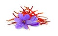 Realistic purple crocus flowers with saffron pestles pile. Dried spice threads illustration.