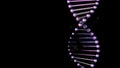 Realistic purple dna double helix on a black background.
