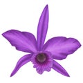 Realistic purple orchid Cattleya Laelia isolated detailed side view