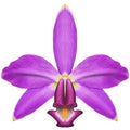 Realistic purple orchid Cattleya violacea isolated high detailed