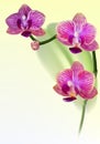 Realistic purple orchid flower