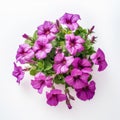 Realistic Purple Petunias On White Background: High Quality Commercial Photography