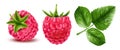 Realistic Raspberry Set