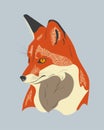 Realistic red fox portrait that look aside. Wild fox watching sideway. Isolated fox head.