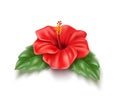 Vector red hibiscus realistic tropical flower leaf Royalty Free Stock Photo