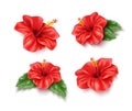 Vector red hibiscus realistic tropical flower set Royalty Free Stock Photo