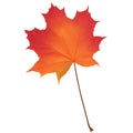 Realistic red maple leaf isolated on white background Royalty Free Stock Photo