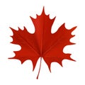 Realistic red maple leaf isolated on white background. Vector illustration Royalty Free Stock Photo