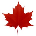 Realistic red maple leaf on white background Royalty Free Stock Photo