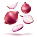 Vector realistic red onion whole bulb slices mix