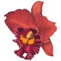 Realistic red orchid Cattleya isolated detailed