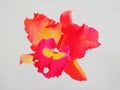 Realistic red,pink color of orchid flower in white background