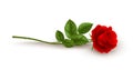 Realistic Red Rose Lying On White Background. Vector Illustration