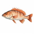 Realistic Red Snapper Illustration: Lifelike Renderings In Light Pink And Dark Amber