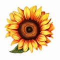 Realistic Red Sunflower Illustration On White Background