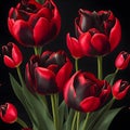Realistic red tulip flowers illustration on isolated black background Royalty Free Stock Photo