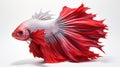 Realistic Red And White Fighting Siamese Fish Sculpture Photography