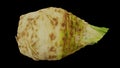 Rotating celery root on black background 02C Looping