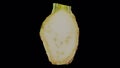 Rotating half celery root on transparent background 03 a looping with alpha channel