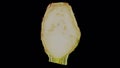 Rotating half celery root on transparent background 03 b looping with alpha channel