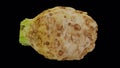 Rotating celery root on transparent background 01 a looping with alpha channel