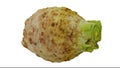 Rotating celery root on white background looping