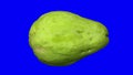 Rotating chayote on blue background looping