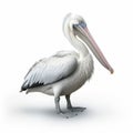 Realistic Rendering Of Pelican On White Background