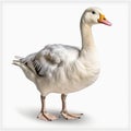 Realistic Renderings Of A White Goose On A Transparent Background