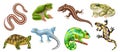 Realistic Reptiles Amphibians Animal Icon Set