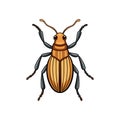 Realistic Rice Weevil Colorful Illustration Royalty Free Stock Photo