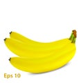 Realistic ripe banana bunch. Fresh yellow fruit for healthy eating, organic food adverts design Royalty Free Stock Photo