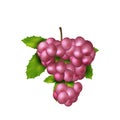 Realistic Ripe Grape With Green Leaf. Icon Of Fresh Pink Grape Bunch. Tasty Fruit, Harvest Of Berry