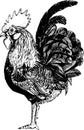 Realistic rooster or cock hand drawn illustration