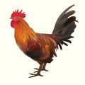 Realistic Rooster Picture. Vector Illustration Icon