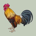 Realistic rooster vector illustration With lines and colors that are clear and realistic details.