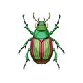 Realistic Rose Chafer Colorful Illustration Royalty Free Stock Photo