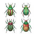 Realistic Rose Chafer Colorful Illustration Royalty Free Stock Photo