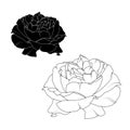 Realistic rose flower bloom black white isolated