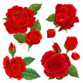 Realistic Rose Flower Icon Set