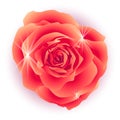 Realistic red rose flower