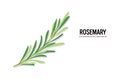Realistic rosemary twig tasty fresh herb green leaves healthy food concept horizontal copy space