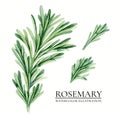 Realistic rosemary vintage watercolor botanical illustration