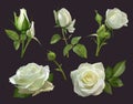 Realistic roses bouquet. White rose flowers with leaves, floral roses bouquets, gardening pastel colors blossom bunch