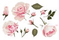 Realistic Roses Vector Clip Art Pink Flower image