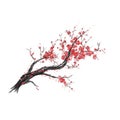 Realistic sakura blossom - Japanese cherry tree isolated on white background. Artistic branch sakura blossom. Vector Royalty Free Stock Photo