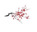 Realistic sakura blossom - Japanese cherry tree isolated on white background - Vector Royalty Free Stock Photo
